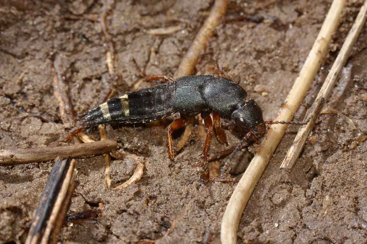 Platydracus fulvipes, Staphylinidae